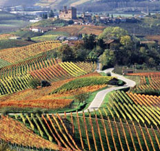 VignetiLanghe