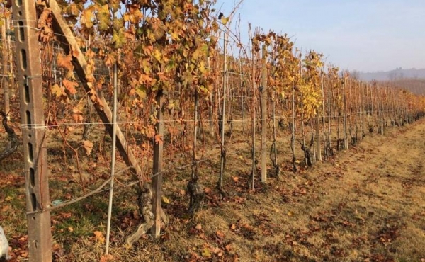 Vigneto di Baroo i cru di secondo livello