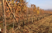 LMR005, BAROLO Weinberg von 6200 m² 