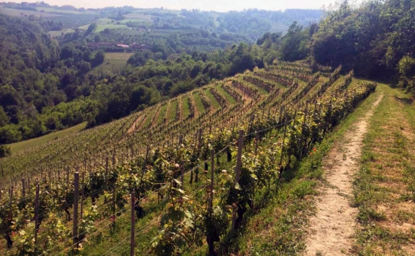 Ein Nebbiolo Weinberg für die Prodktion von BAROLO Wein von 4375 m² Fläche.