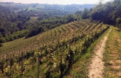 LMR006, Ein Nebbiolo Weinberg für die Prodktion von BAROLO Wein von 4375 m² Fläche.