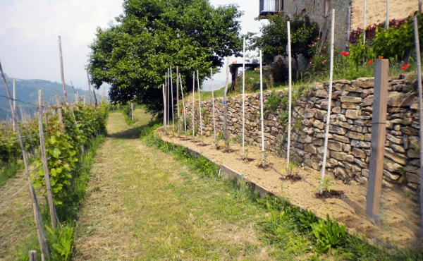 band vendita langhe (29)
