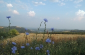 Attivià ricettiva nelle langhe
