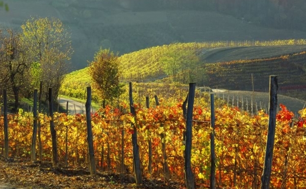 Vigneti da Barolo