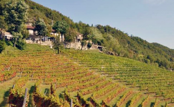azienda vitivinicola (2)