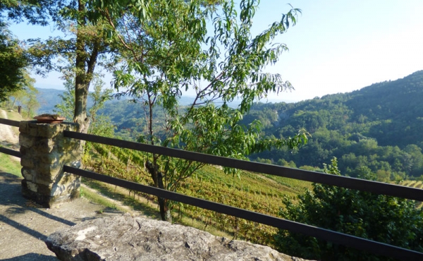 azienda vitivinicola (3)
