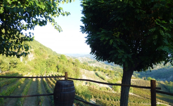 azienda vitivinicola (44)