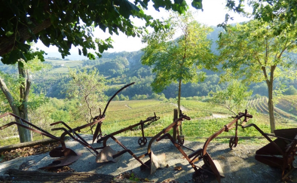 azienda vitivinicola (9)