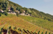 azienda vitivinicola (2)