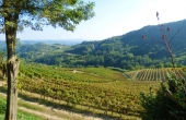 azienda vitivinicola (4)