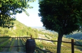 azienda vitivinicola (44)