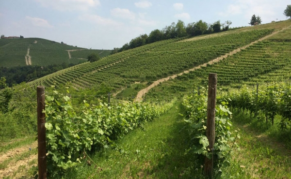 terreno in cru di barbaresco
