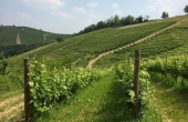 BRB001, Immobilien zum Verkauf in BARBARESCO Weinviertel