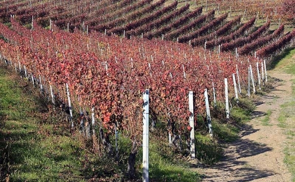 Vigneto di BAROLO in vendita.