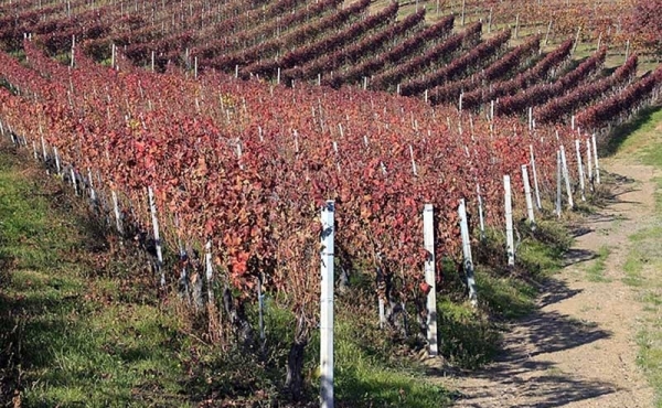 BAROLO Weinberg zum Verkauf im Herzen der Langhe