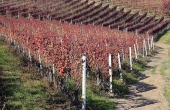 BRL008, BAROLO Weinberg zum Verkauf im Herzen der Langhe