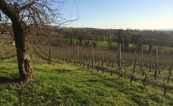 Azienda vitivinicola in vendita al confine con la zona del Barolo