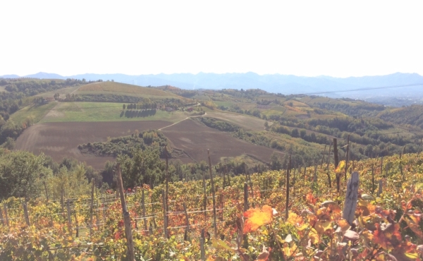 Weingut zu verkaufen in der Gegend von Barolo