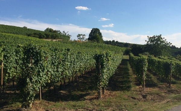 Vigneto di BAROLO in vendita