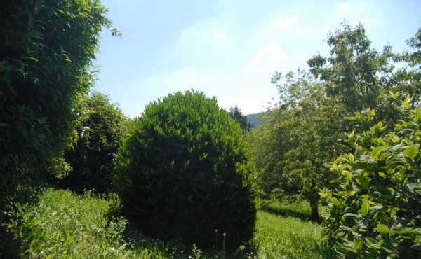 Villa con giardino (12)