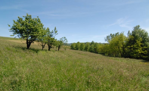 Cascina vendita langhe (1)