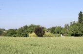 cascina vendita dogliani (20)