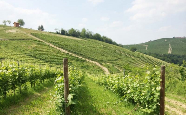 Barolo Rebberg in der BUSSIA-Gegend