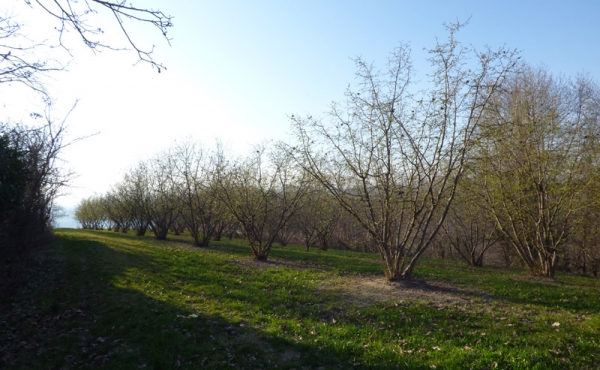 cascina_vendita_langhe (74)