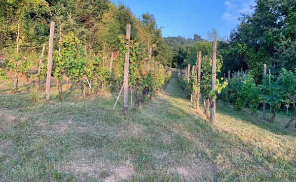 vigneto-