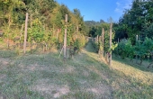 vigneto-