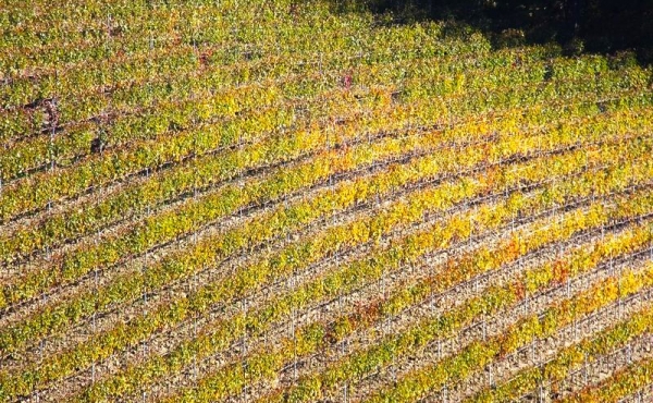 Azienda vitivinicola nel Monferrato