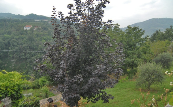 casa_vendita_cortemilia (59)
