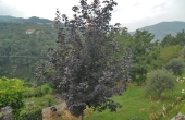 casa_vendita_cortemilia (59)
