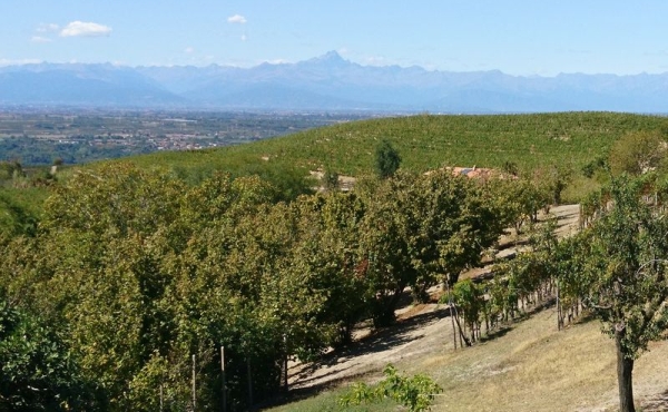 Casa_vendita_dogliani (54)