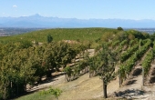 Casa_vendita_dogliani (53)