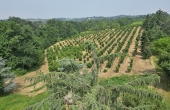 villa-vendita-monferrato (167)