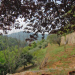 Thumbnail of 