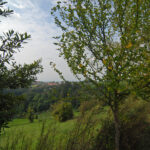 Thumbnail of 