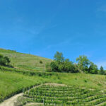 Thumbnail of 